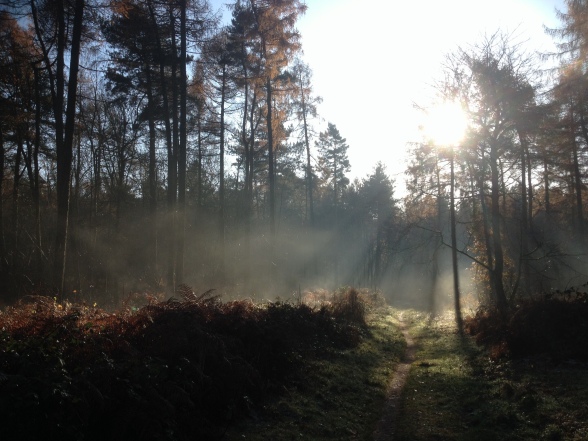 Misty sunlight through Autumn trees in woodland