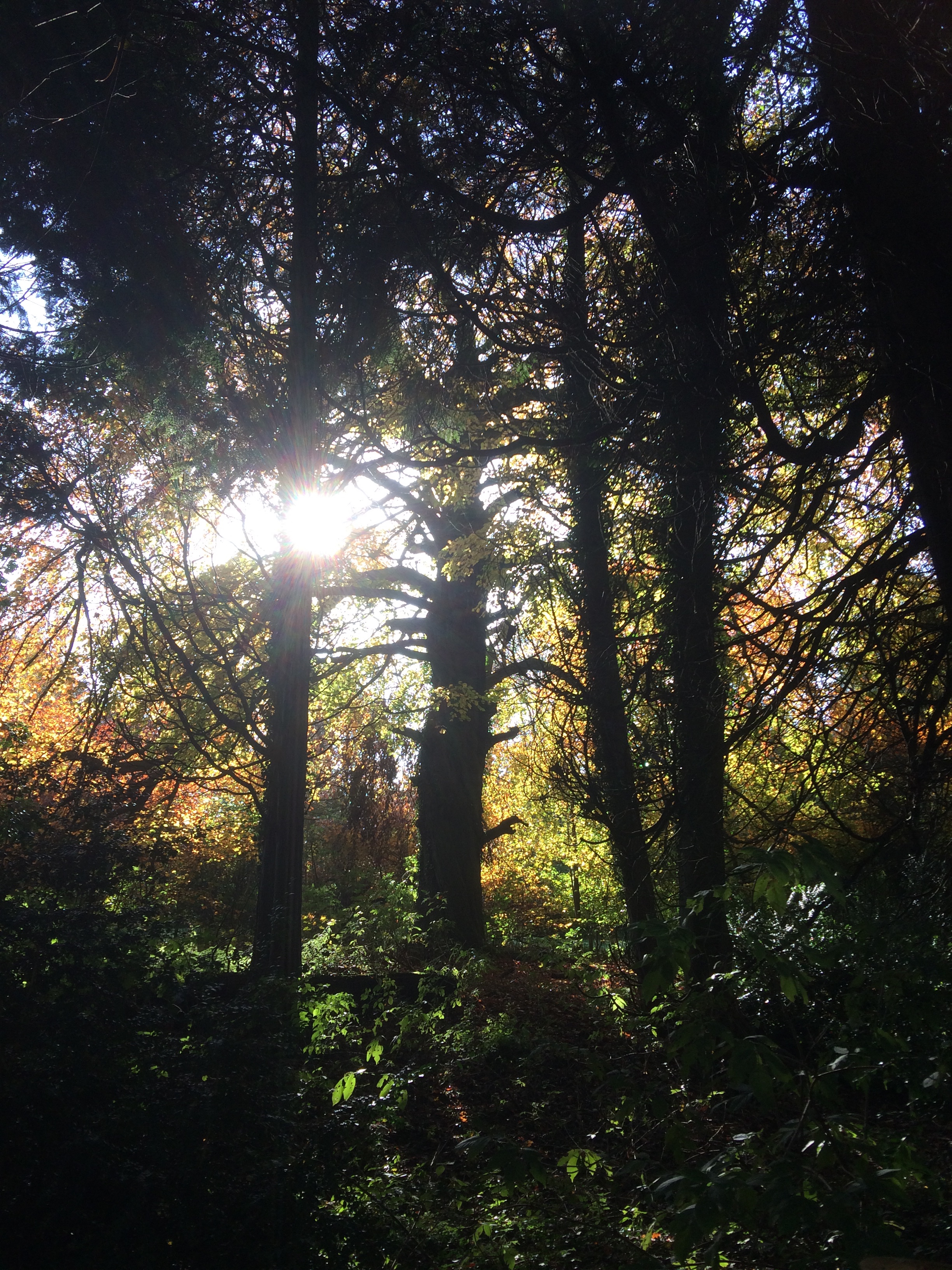 Sunlight filtering through Autumn trees